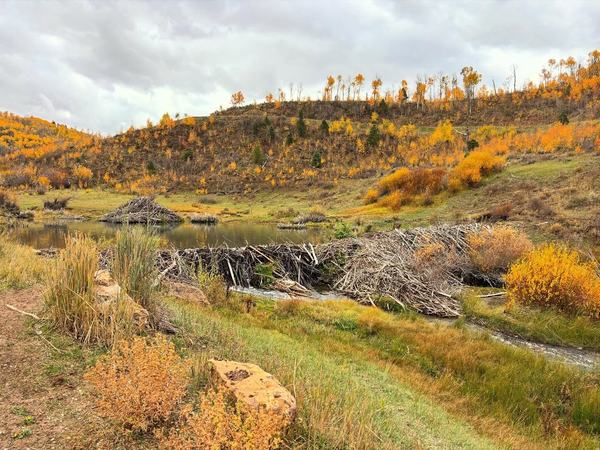 Beaver-Pond-10-2025