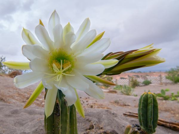 Blooming-Cactus