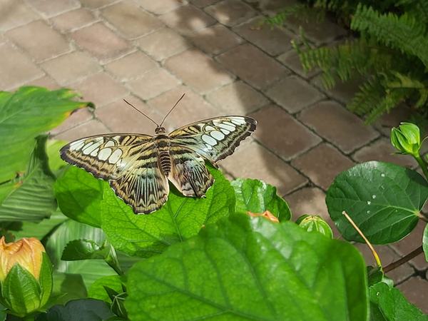Butterfly-June-2024
