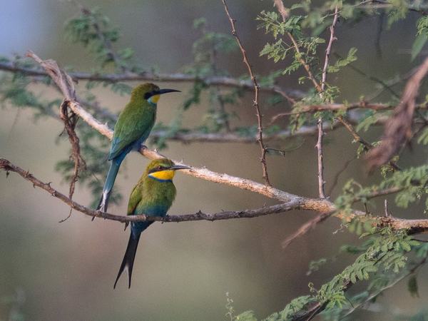 Cinnamon-chested-bee-eater-KH
