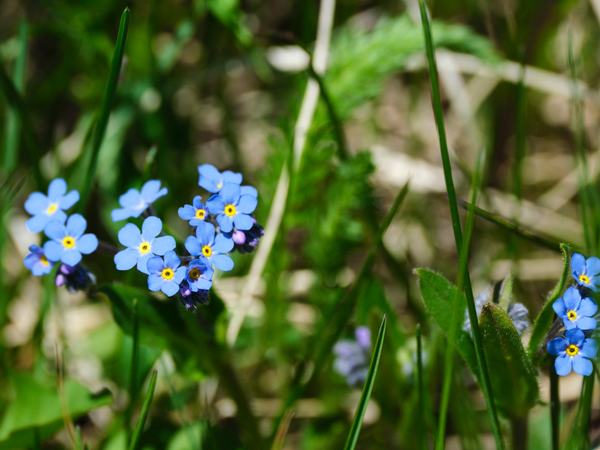 Forget-me-nots-2024