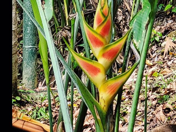 Heliconia