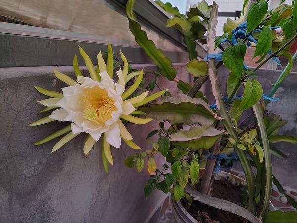 Pitahaya-has-bloomed-11-13-2025