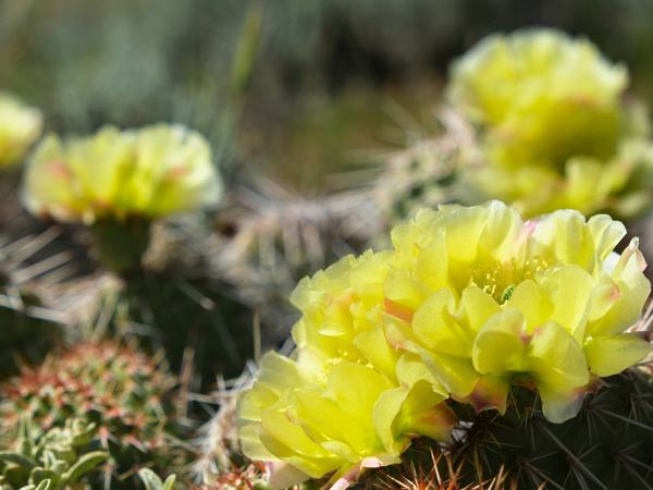 Prickly-Pear-in-WY-2024