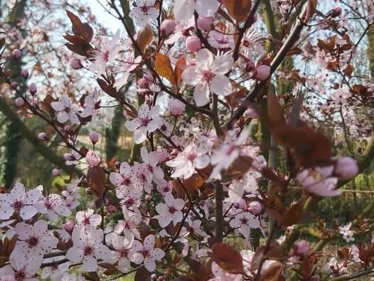 Springtime-in-Italy-3-2026