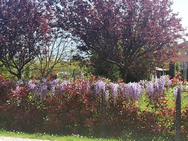 Springtime-in-Italy-4-7-2024-1