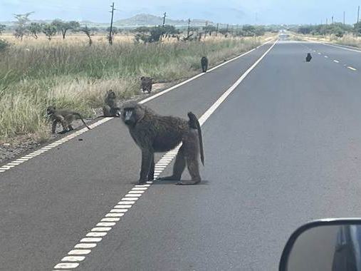 baboons-on-the-road