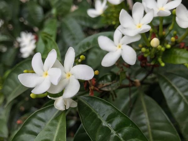 flowers-2020