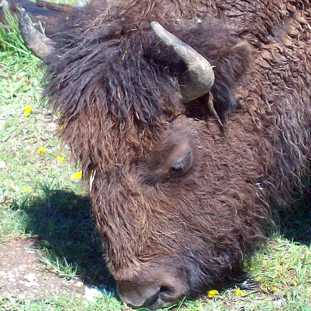 Local Pets