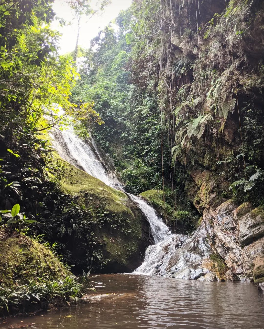 Water Fall in the Jungle