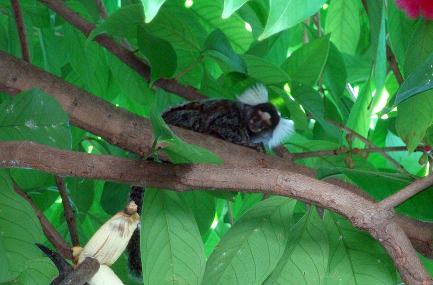Tree Top Visitor