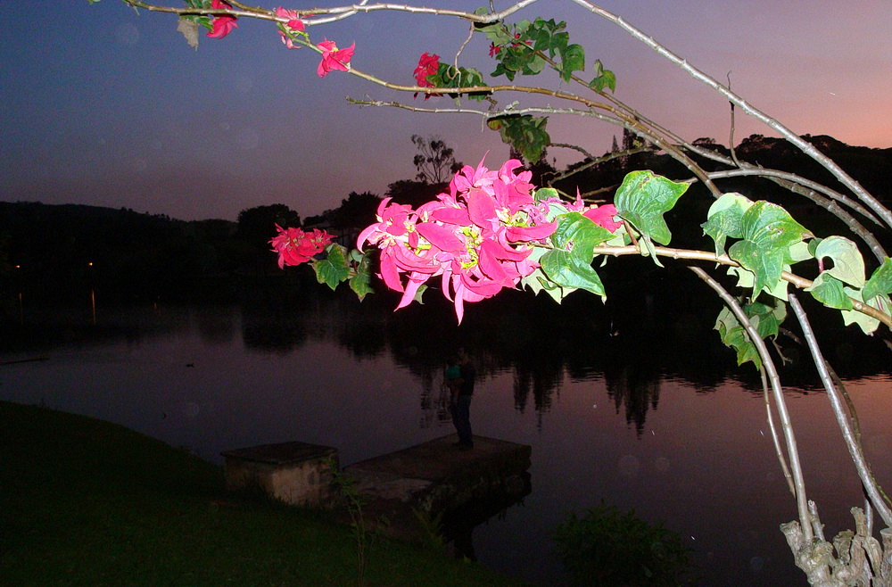 Brazilian Flowers