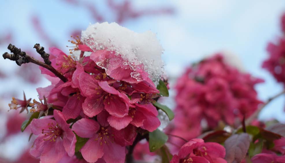 Late Spring Snow – Busy Summer